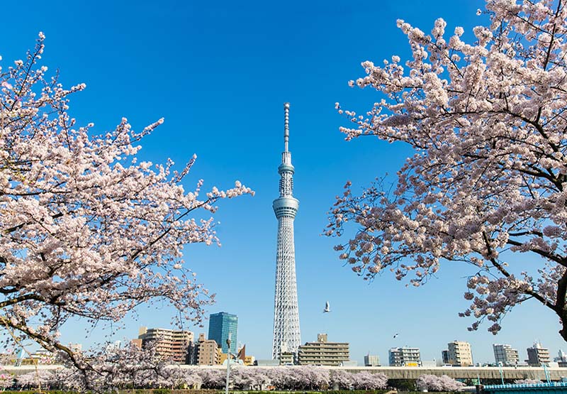 TOKYO – NÚI PHÚ SĨ - YOKOHAMA - TOKYO