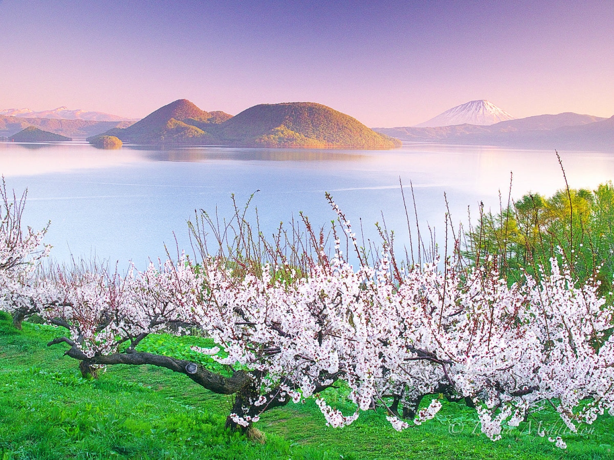 HOKKAIDO – NOBORIBETSU – SAPPORO – OTARU – NGẮM HOA MÙA HÈ